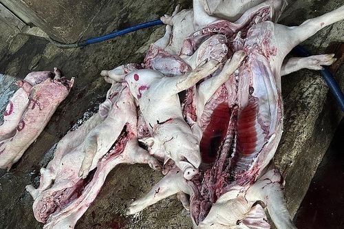 Phát hiện cơ sở giết mổ lợn mang mầm bệnh dịch tả