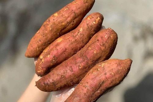 Trung Quốc khó tính ngang Mỹ, 1 củ khoai lang dính đất bị trả cả lô hàng