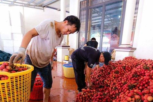 Thương nhân Việt Nam còn chậm khi tìm hiểu thị trường Trung Quốc