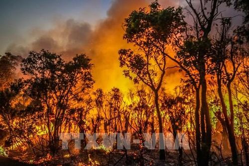 Australia cảnh báo cháy rừng thảm khốc ở bang miền Nam