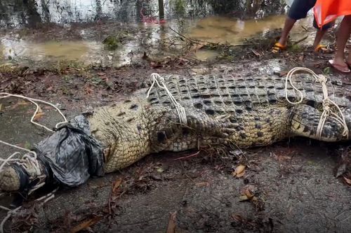 Thái Lan: Bão tan, phát hiện cá sấu nặng 500 kg dạt vào bờ