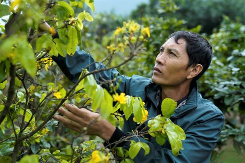 Nông dân 'thủ phủ' mai vàng Hà Tĩnh lo thất thu vì hoa nở sớm