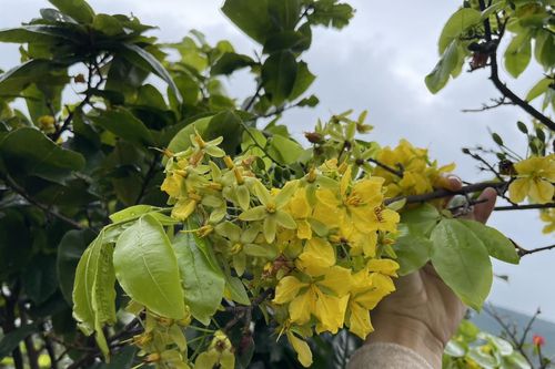 Mai vàng 5 cánh nở rộ, nông dân mong Tết nhanh về