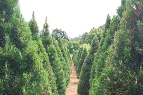 Giá cây thông Noel tăng vọt ở Australia