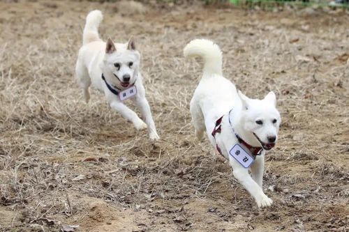 Đôi chó Triều Tiên tặng Hàn Quốc tìm được nhà mới