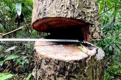 Kỷ luật tập thể, cá nhân để xảy ra phá rừng tại huyện biên giới ở Kon Tum