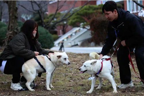 Cặp chó được Triều Tiên tặng Hàn Quốc tìm được nhà mới