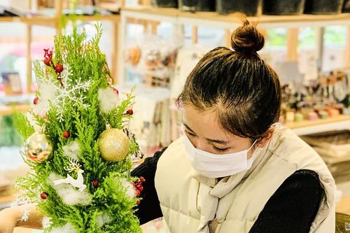 Nghệ An: Thông tươi 'đắt khách' mùa Giáng sinh