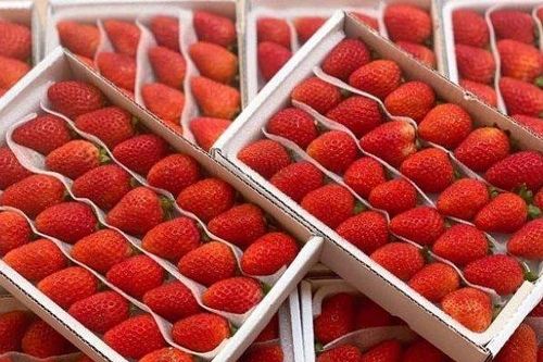 Dâu tây Trung Quốc đổ bộ chợ Việt với giá 'siêu rẻ', chỉ từ 18 nghìn đồng/khay