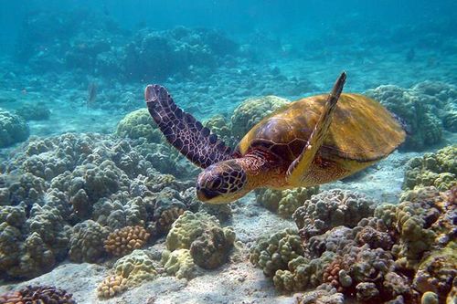 Biến đổi khí hậu khiến nhiều loài sinh vật biển đứng trước nguy cơ tuyệt chủng