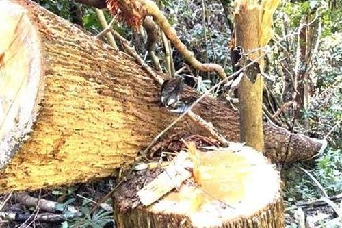 Vụ phá rừng ở Kon Tum: Kiểm điểm, xử lý trách nhiệm các tập thể, cá nhân