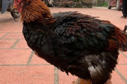 Chi cả trăm triệu săn lùng loại 'gà nằm lò sưởi', đại gia Việt vẫn phấp phỏng lo không có để ăn Tết