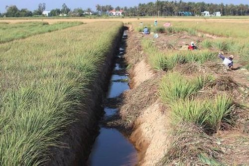 ĐBSCL: Chuyển đổi cây trồng cho hiệu quả kinh tế