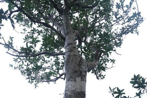 Chiêm ngưỡng cây mộc hương 'khủng', khách trả gần 2 tỷ đồng chủ vườn vẫn chưa bán