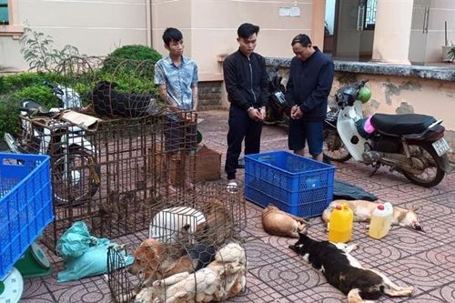 Đắk Nông: Tạm giữ nhóm trộm chó chuyên nghiệp, liên tỉnh