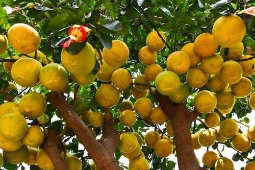 Loài cây trăm trái xuất hiện trên đường phố TP.HCM, Tết đã cận kề