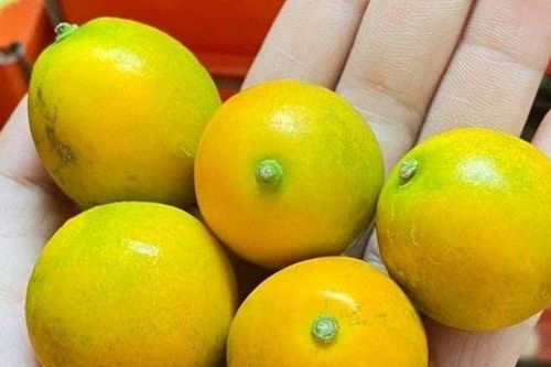Loại quất lạ ngọt như đường có giá rẻ bất ngờ, chị em thích thú tìm mua