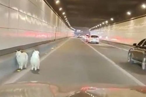 Nổi tiếng nhờ trốn khỏi quán thịt nướng, 2 chú cừu trắng được làm 'linh vật'