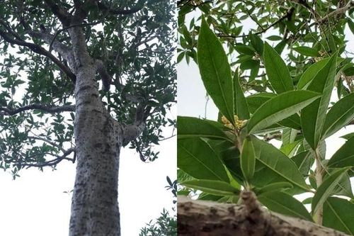 Sững sờ cây mộc hương 'khủng' đại gia chi tiền tỷ không mua được