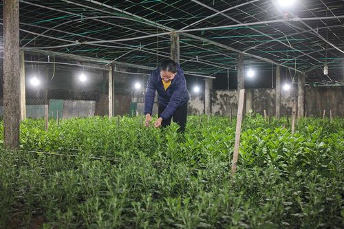 Chong đèn thâu đêm chăm hoa đón Tết