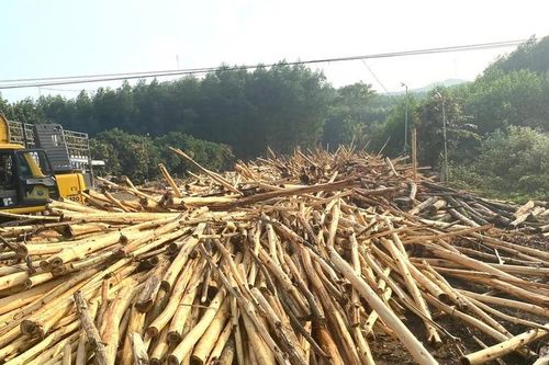 Nghệ An: Giá keo giảm sâu, nhiều cơ sở tạm dừng thu mua