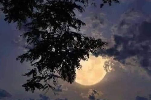 Có một đêm trăng