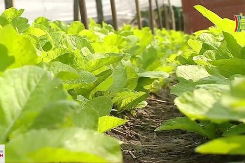 Giá rau xanh tăng do trời rét đậm