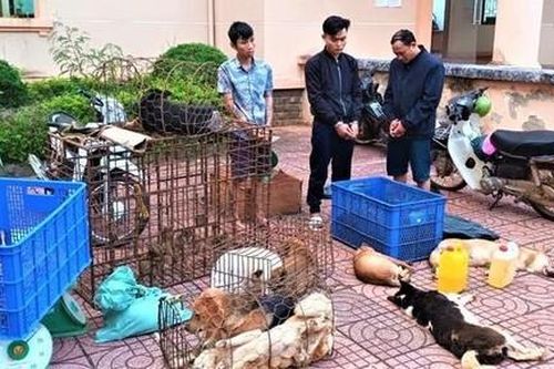 Vừa ra tù đã cầm đầu băng 'cẩu tặc' trộm 3 tấn chó