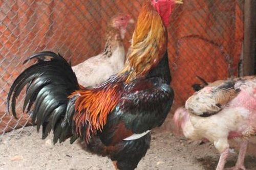 Loại gà tưởng chỉ có trong tranh, dành cho vua được đại gia Việt đặt tiền trước cả năm để ăn chơi dịp Tết