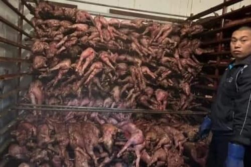 Trang trại bốc cháy, hơn 1 nghìn con lợn nằm chết la liệt