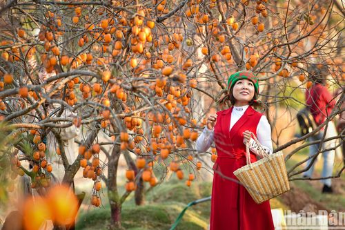 Hồng Mộc Châu vàng rực giữa trời đông Hà Nội