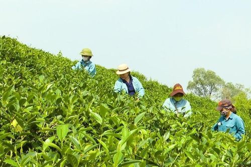 Chè Hoài Trung - Chắt chiu vị ngọt cho đời