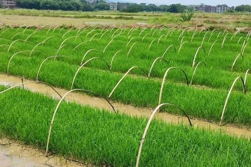 Trung Quốc phát triển giống lúa lai kỳ lạ: Gieo trồng một lần thu hoạch trong nhiều năm
