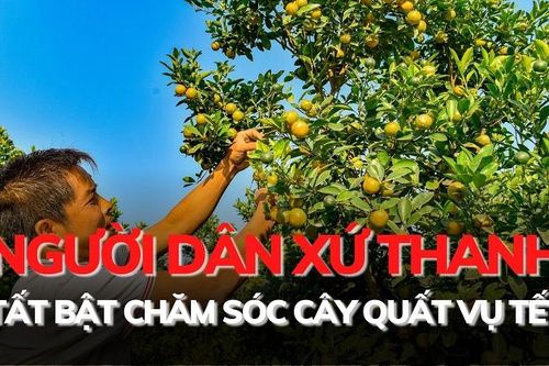 Người dân xứ Thanh tất bật chăm sóc quất vụ Tết