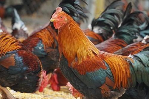 Lạ lùng gà 'thái giám' được chọn từ trong trứng, giá 'cắt cổ' vẫn không có để đại gia mua dịp Tết
