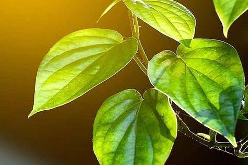 Bí quyết dưỡng da dịu nhẹ với sữa tắm từ lá trầu không