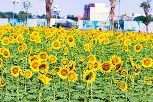 Điểm sống ảo cực chất giữa lòng Sài Gòn đã trở lại