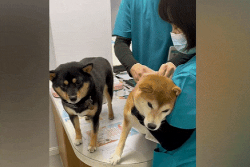 Chú chó Shiba kêu khóc khi bị chích vaccine
