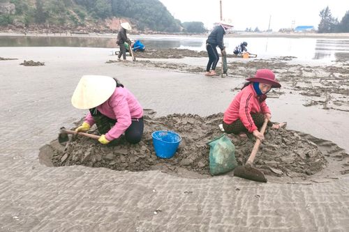 Bới cát tìm ngao mùa giáp Tết