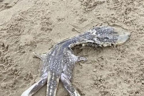 Sốc khi bắt gặp sinh vật kỳ dị giống 'quái vật hồ Loch Ness'