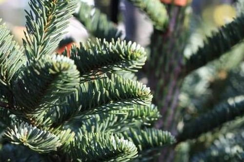 Cẩn trọng với 'hội chứng cây thông Noel'