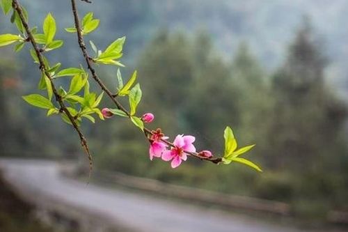 Đợi Xuân