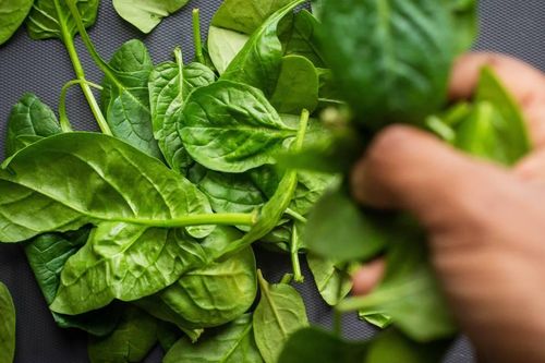 Nhiều trường hợp ngộ độc rau bina tại Australia