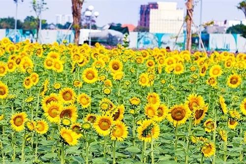 Điểm 'sống ảo' cực chất giữa lòng TP Hồ Chí Minh đã tái xuất