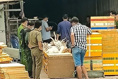 Kiểm tra quán cầy tơ, phát hiện hơn 100 con chó nghi bị bắt trộm