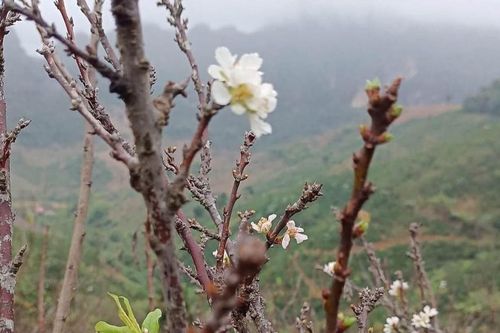 Xuân đến trên những cành 'củi khô'