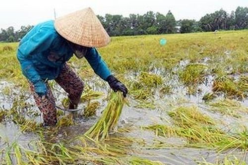 Lồng ghép giới trong chính sách khí hậu