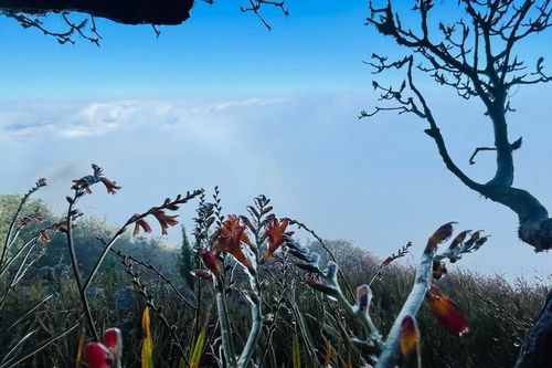 Xuất hiện băng giá trên đỉnh Fansipan