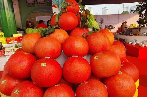 Độc lạ: Bưởi đỏ như son, quất ngọt như đường hút khách