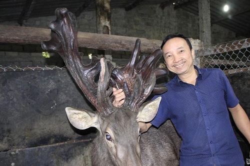 Chiêm ngưỡng cặp nhung nai 'khủng' nặng gần 11kg ở Nghệ An